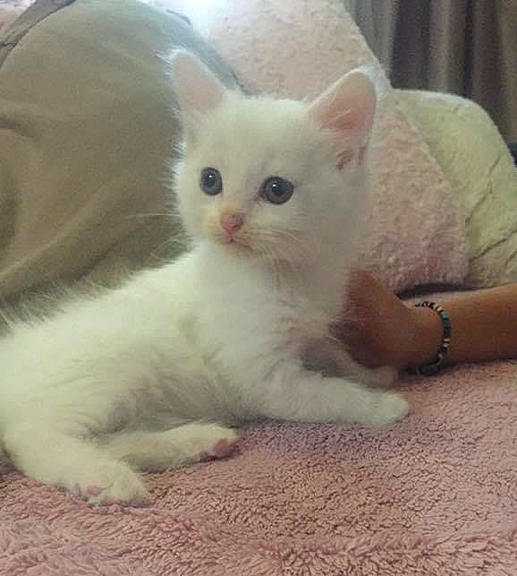 Pacco participe au concours pour gagner de l'argent avec cette photo : carnivore, cat, claw, comfort, domestic_short_haired_cat, eye, fawn, felidae, fur, paw, small_to_medium_sized_cats, snout, tail, terrestrial_animal, watch, whiskers