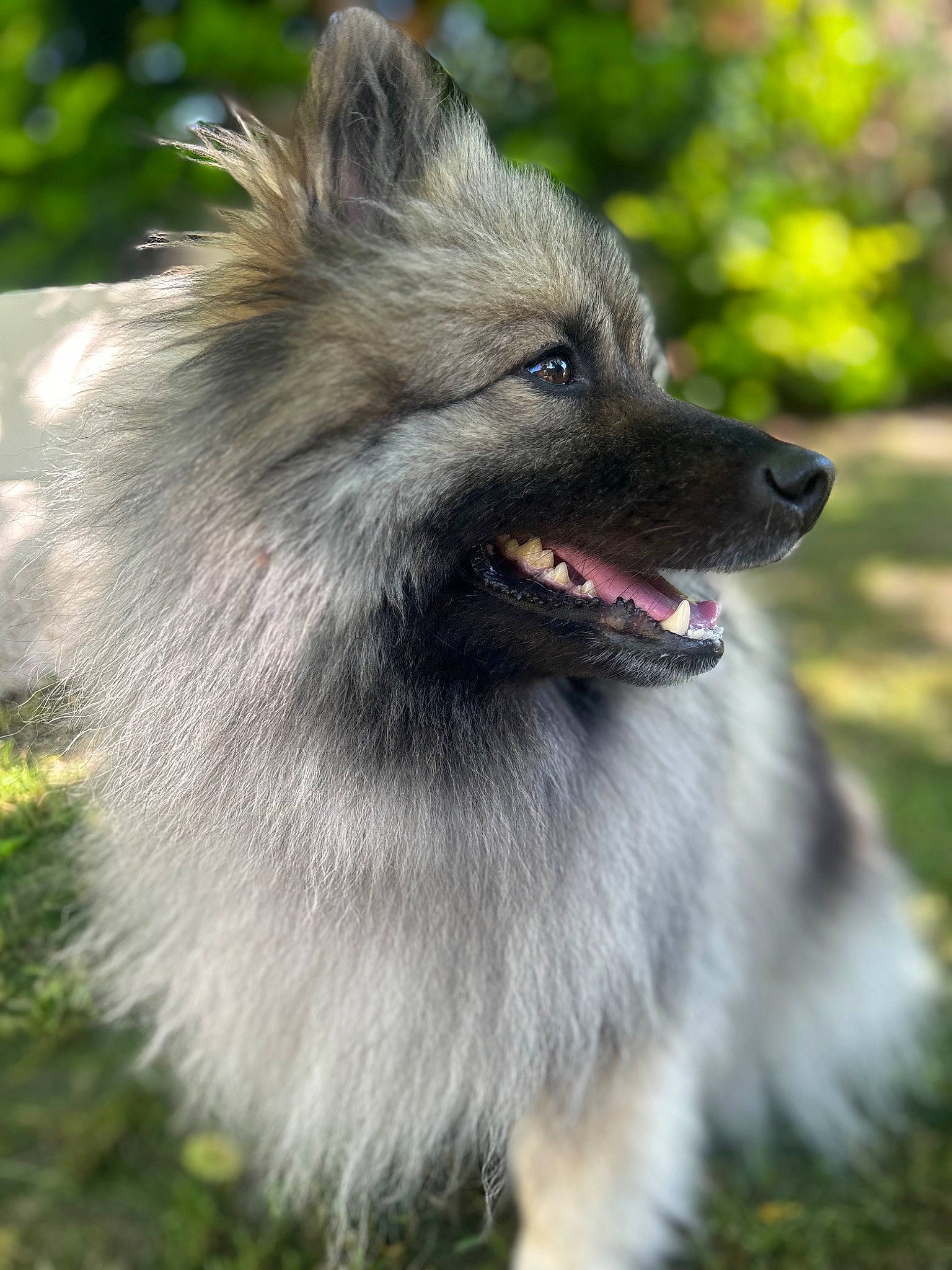 Love a rejoint le concours — aidez-le/la à gagner de superbes lots ! canidae, carnivore, companion_dog, dog, dog_breed, fawn, fur, german_spitz_klein, german_spitz_mittel, grass, keeshond, plant, snout, spitz, sporting_group, terrestrial_animal, whiskers, wildlife, working_animal, working_dog