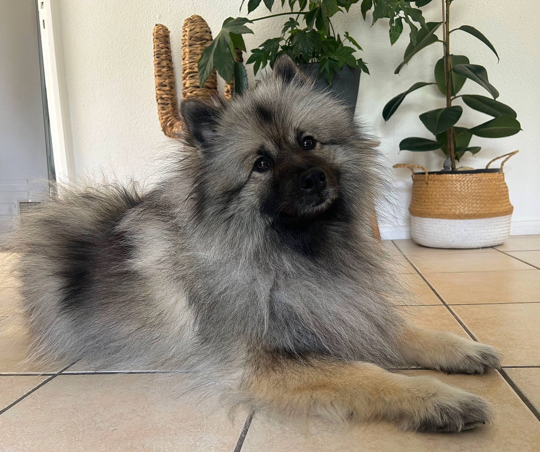 Love participe au concours pour gagner de l'argent avec cette photo : ancient_dog_breeds, canidae, carnivore, companion_dog, dog, dog_breed, fawn, flowerpot, fur, german_spitz, german_spitz_klein, houseplant, paw, plant, small_terrier, snout, tail, terrestrial_animal, toy_dog, working_animal