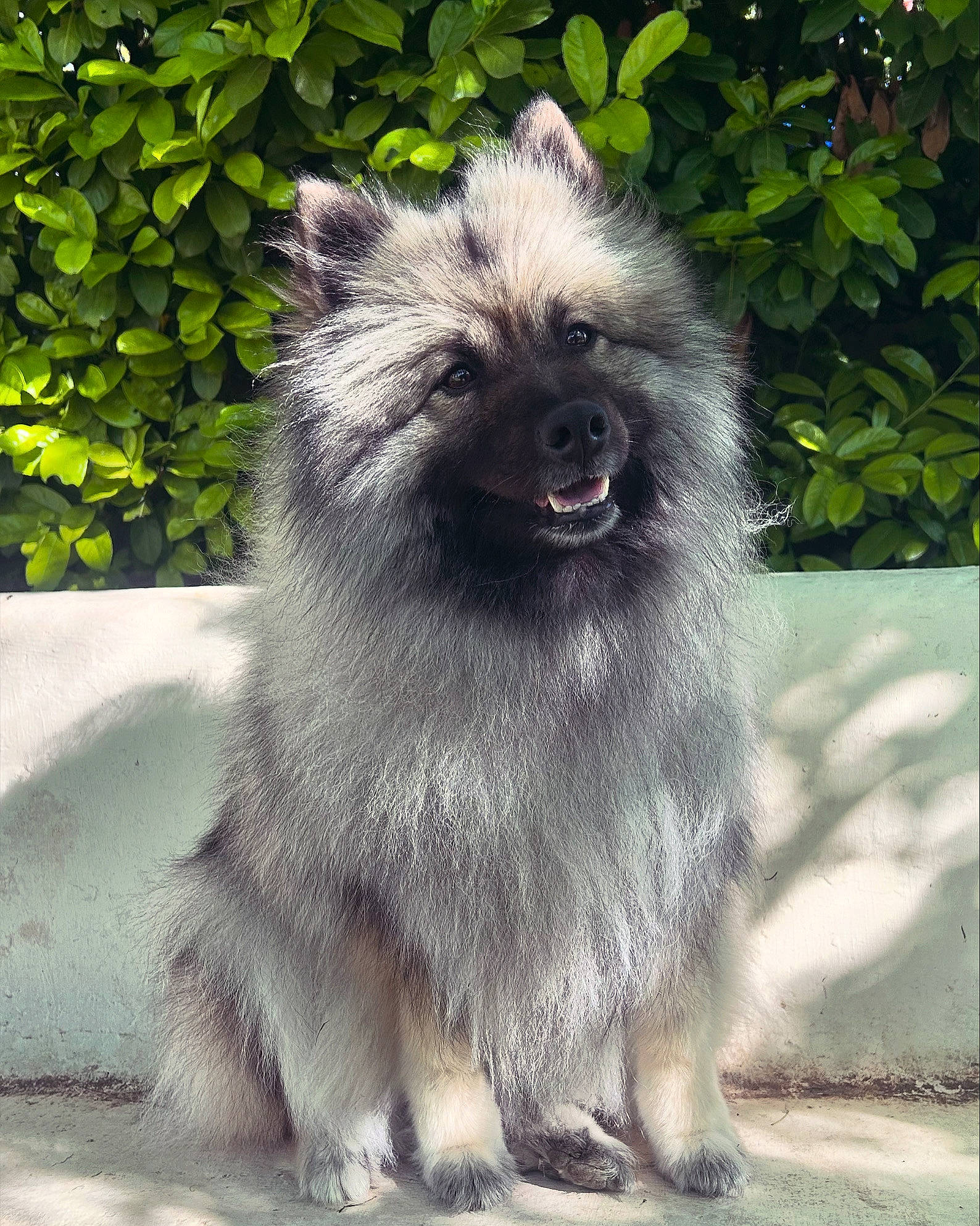 Love a rejoint le concours — aidez-le/la à gagner de superbes lots ! ancient_dog_breeds, canidae, carnivore, companion_dog, dog, dog_breed, fawn, fur, iris, keeshond, plant, puppy, small_terrier, snout, sporting_group, terrestrial_animal, toy_dog, whiskers, wildlife, working_animal