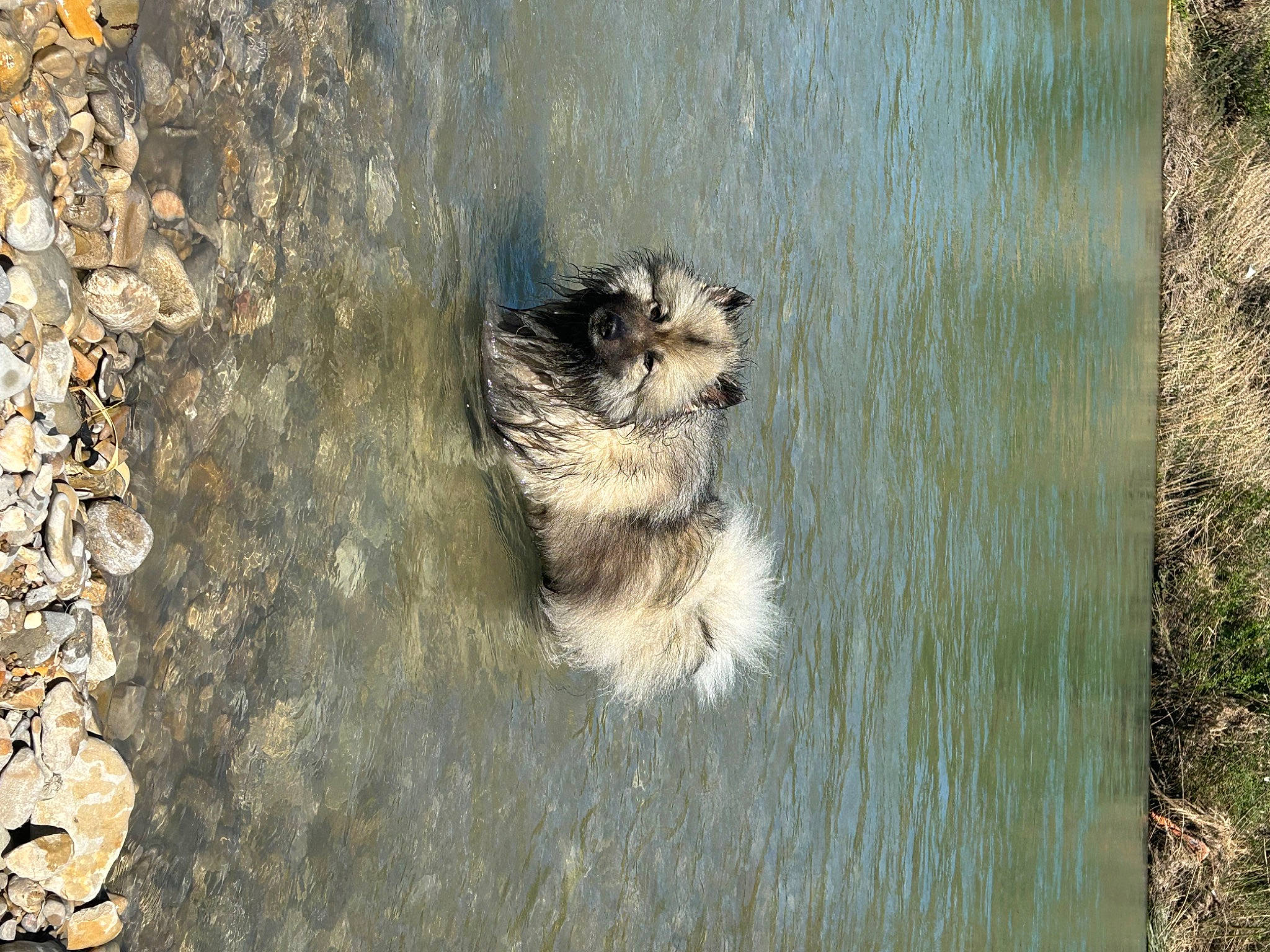 Love a rejoint le concours — aidez-le/la à gagner de superbes lots ! canidae, carnivore, dog, dog_breed, fawn, felidae, fur, lake, paw, rodent, small_to_medium_sized_cats, snout, sporting_group, tail, terrestrial_animal, water, whiskers, wildlife, window, wood