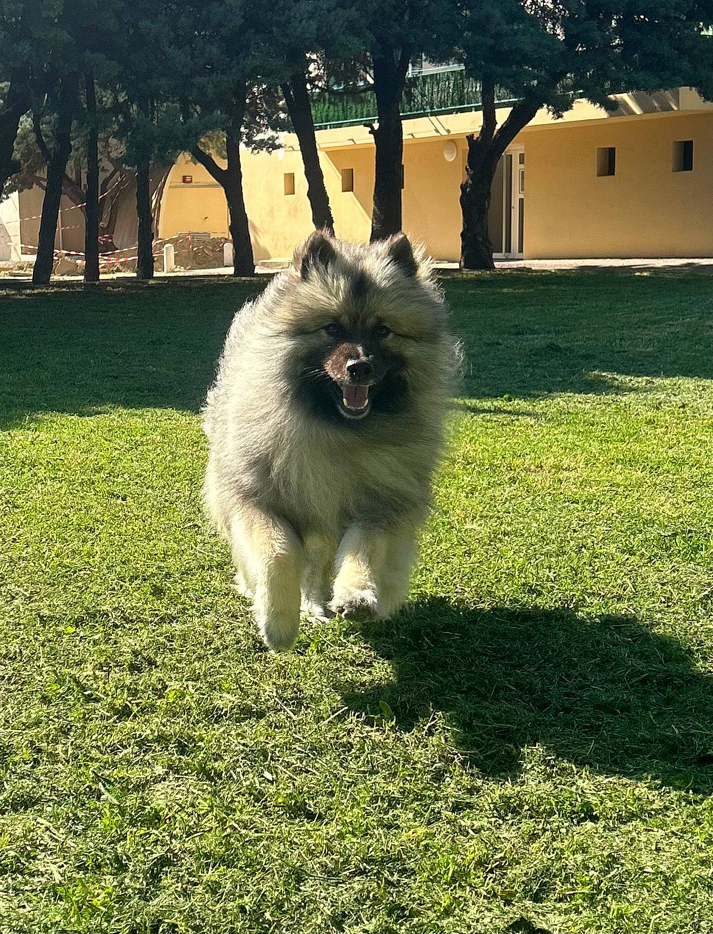 Love participe au concours pour gagner de l'argent avec cette photo : canidae, carnivore, companion_dog, dog, dog_breed, fur, giant_dog_breed, grass, groundcover, non_sporting_group, plant, shadow, snout, sporting_group, tail, tints_and_shades, toy_dog, tree, working_dog