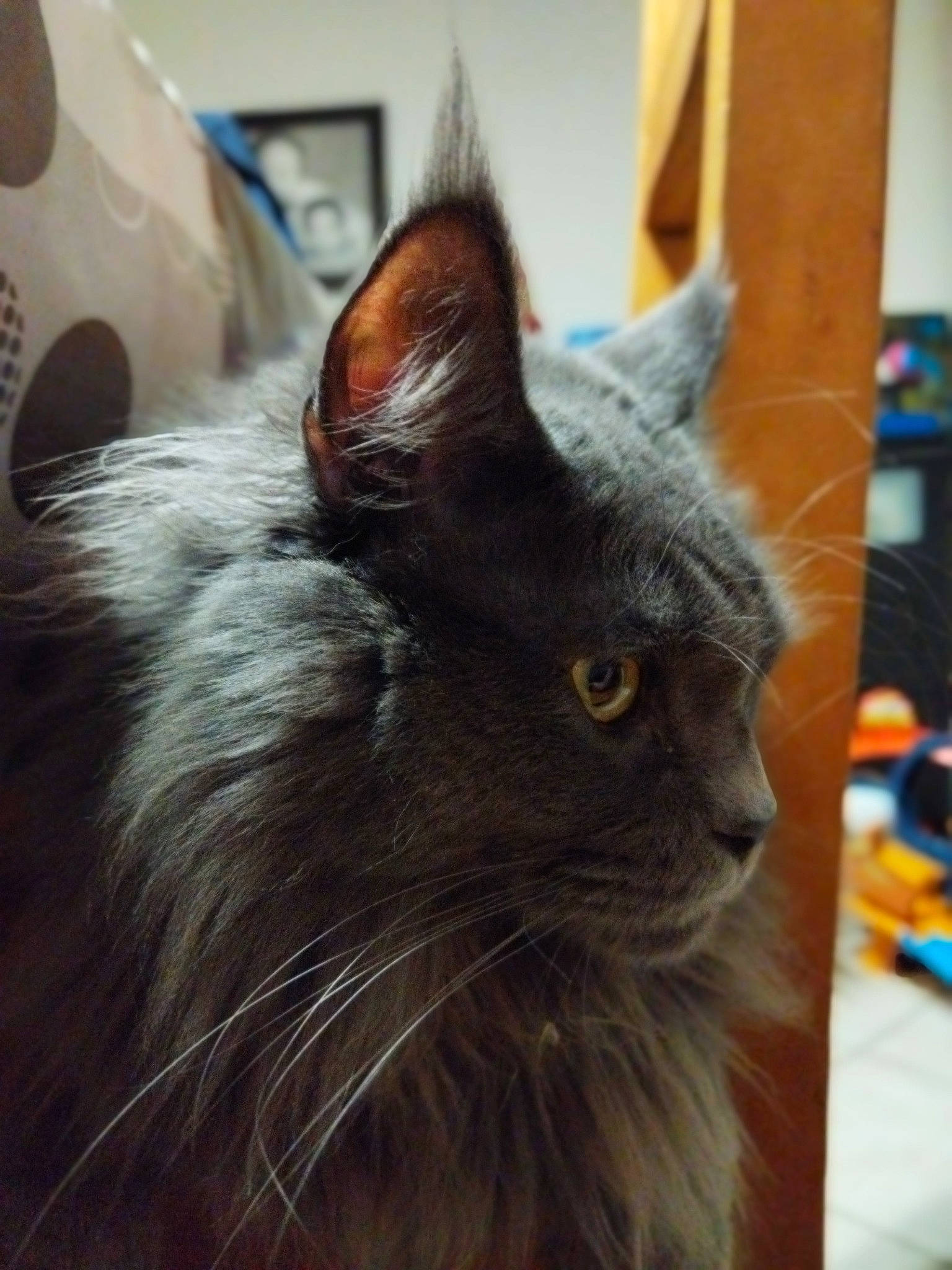 Ragnar participe au concours pour gagner de l'argent avec cette photo : black_cat, british_longhair, carnivore, cat, domestic_short_haired_cat, fawn, felidae, flooring, fur, grey, maine_coon, small_to_medium_sized_cats, snout, tail, terrestrial_animal, whiskers, wood