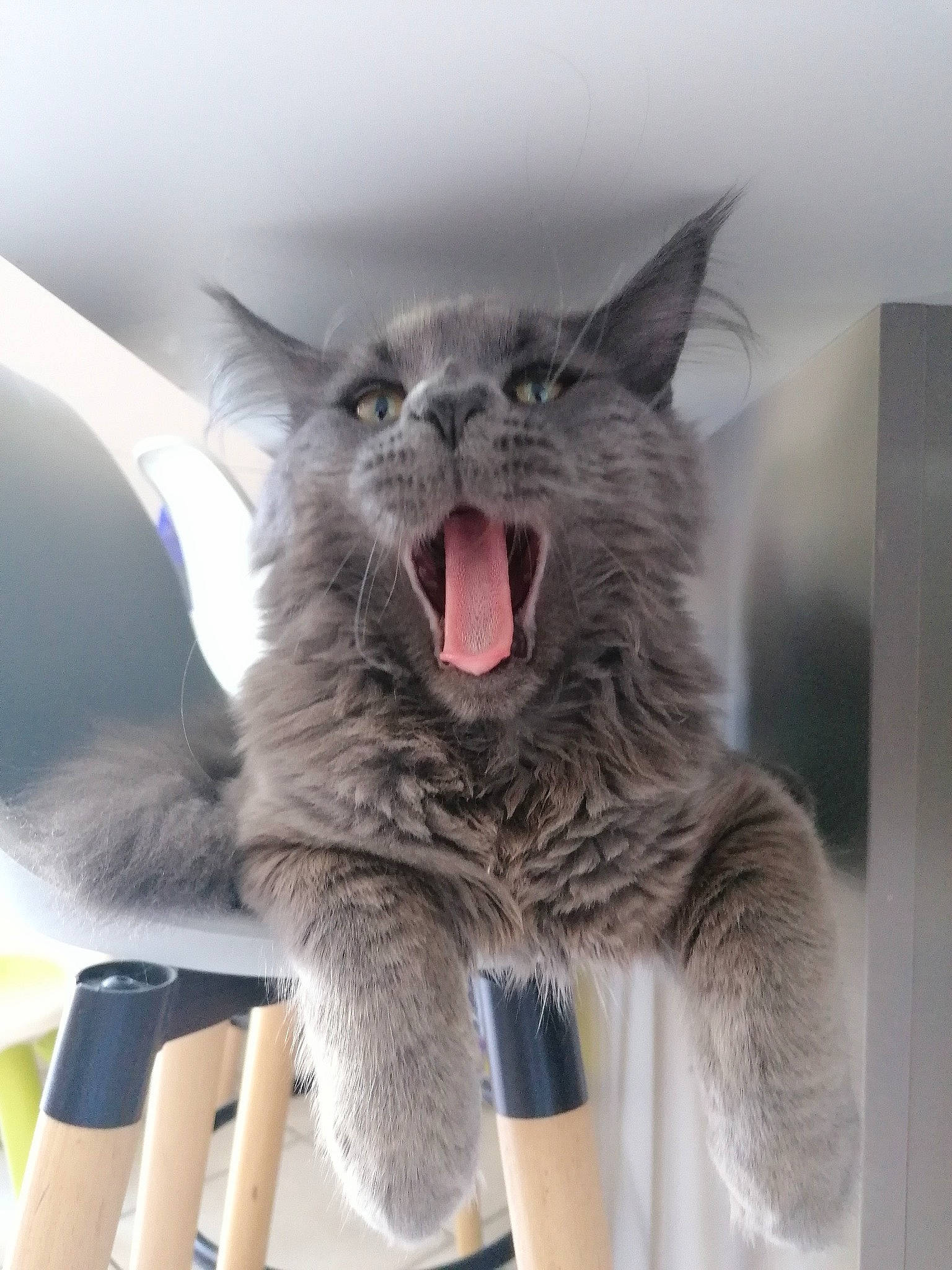 Ragnar a rejoint le concours — aidez-le/la à gagner de superbes lots ! carnivore, cat, claw, comfort, domestic_short_haired_cat, electric_blue, eye, fang, felidae, fur, gesture, grey, happy, jaw, paw, photo_caption, small_to_medium_sized_cats, tail, terrestrial_animal, whiskers