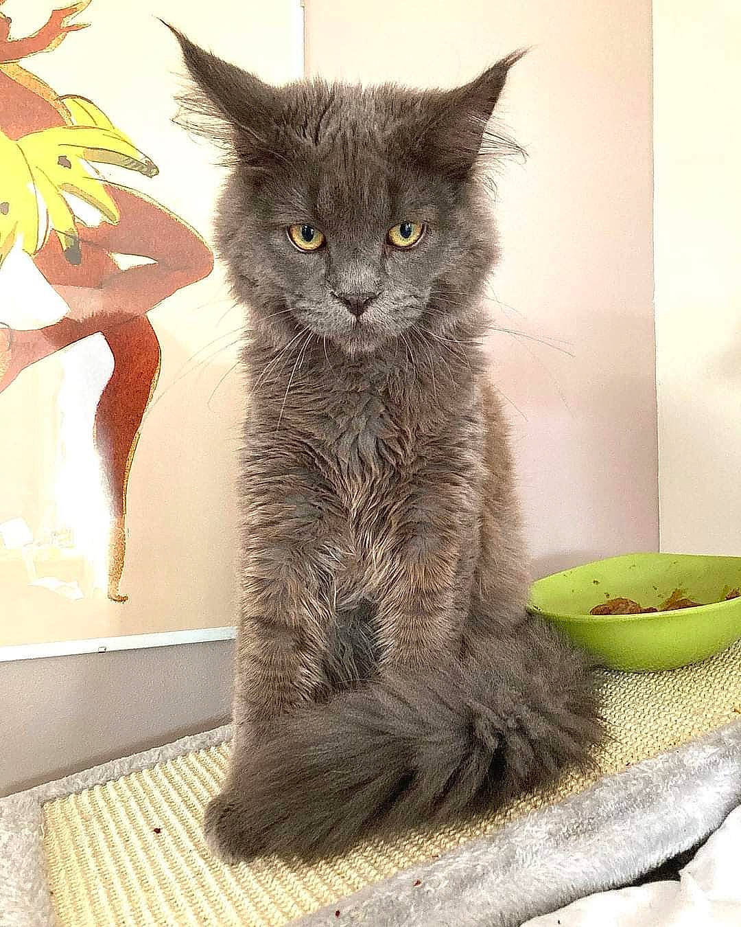 Ragnar participe au concours pour gagner de l'argent avec cette photo : black_cat, carnivore, cat, cat_supply, claw, dishware, domestic_short_haired_cat, felidae, fur, grey, paw, pet_supply, serveware, small_to_medium_sized_cats, snout, tableware, tail, terrestrial_animal, whiskers, window