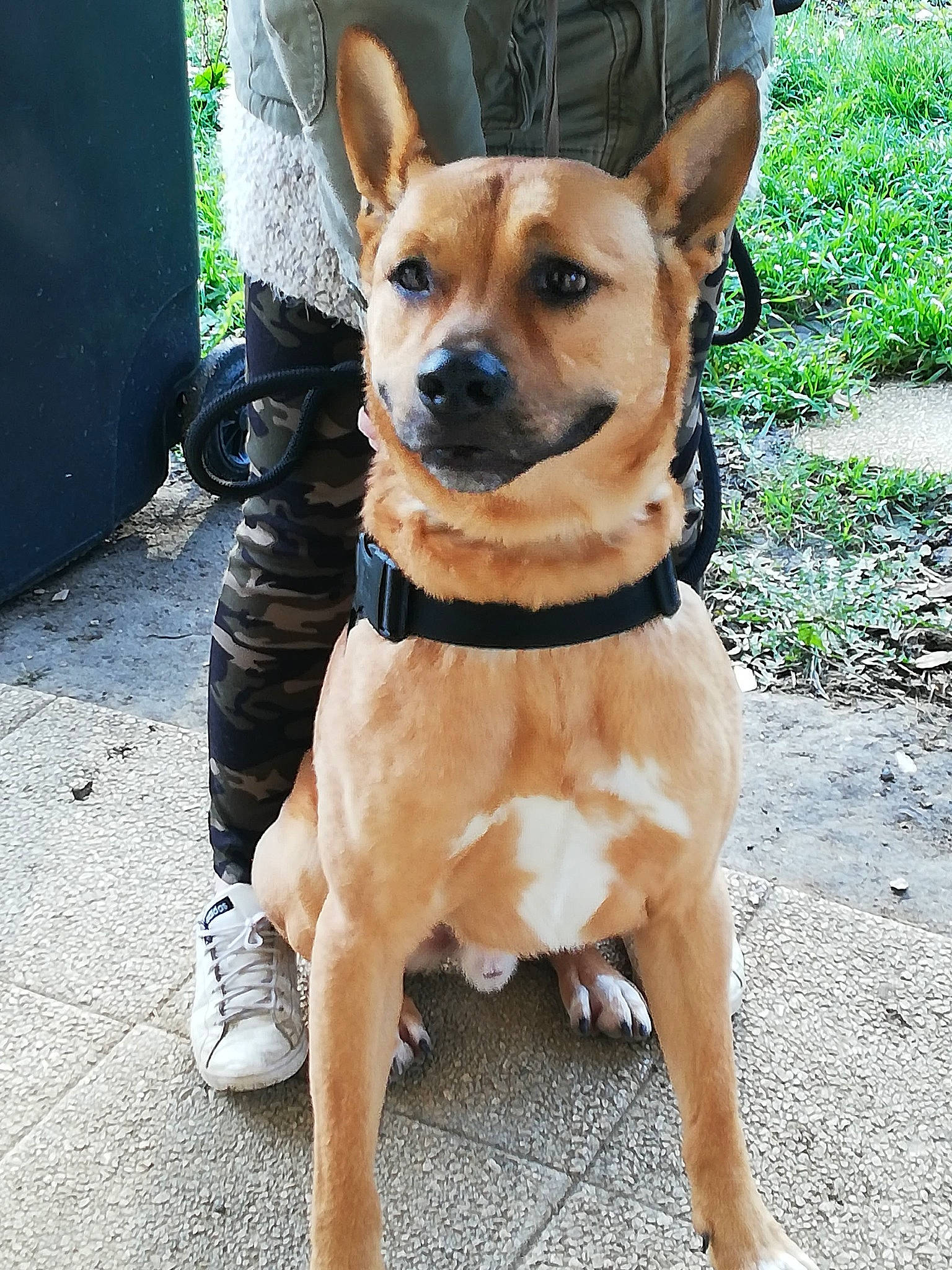 Karl participe au concours pour gagner de l'argent avec cette photo : ancient_dog_breeds, black_mouth_cur, canidae, carnivore, carolina_dog, companion_dog, dog, dog_breed, fawn, feist, mammal, pariah_dog, potcake_dog, rare_breed_dog, snout, sporting_group, street_dog, vertebrate