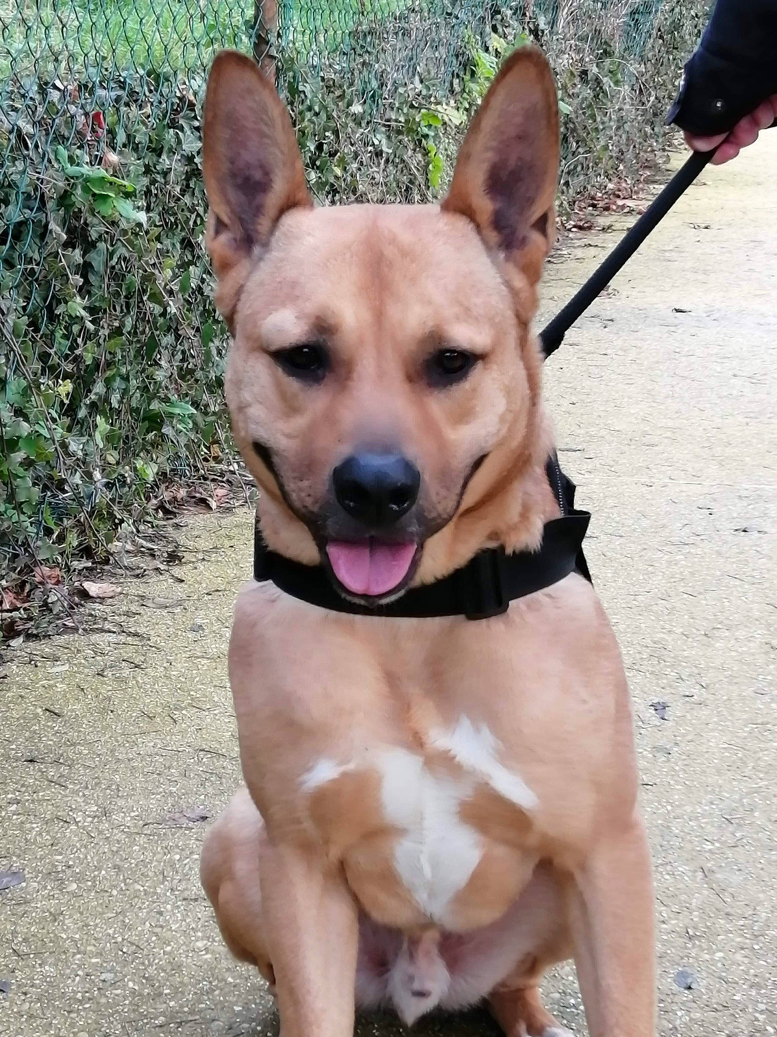 Karl a rejoint le concours — aidez-le/la à gagner de superbes lots ! ancient_dog_breeds, black_mouth_cur, canidae, carnivore, carolina_dog, companion_dog, dog, dog_breed, fawn, feist, formosan_mountain_dog, mammal, non_sporting_group, pariah_dog, rare_breed_dog, snout, sporting_group, street_dog, thai_ridgeback, vertebrate