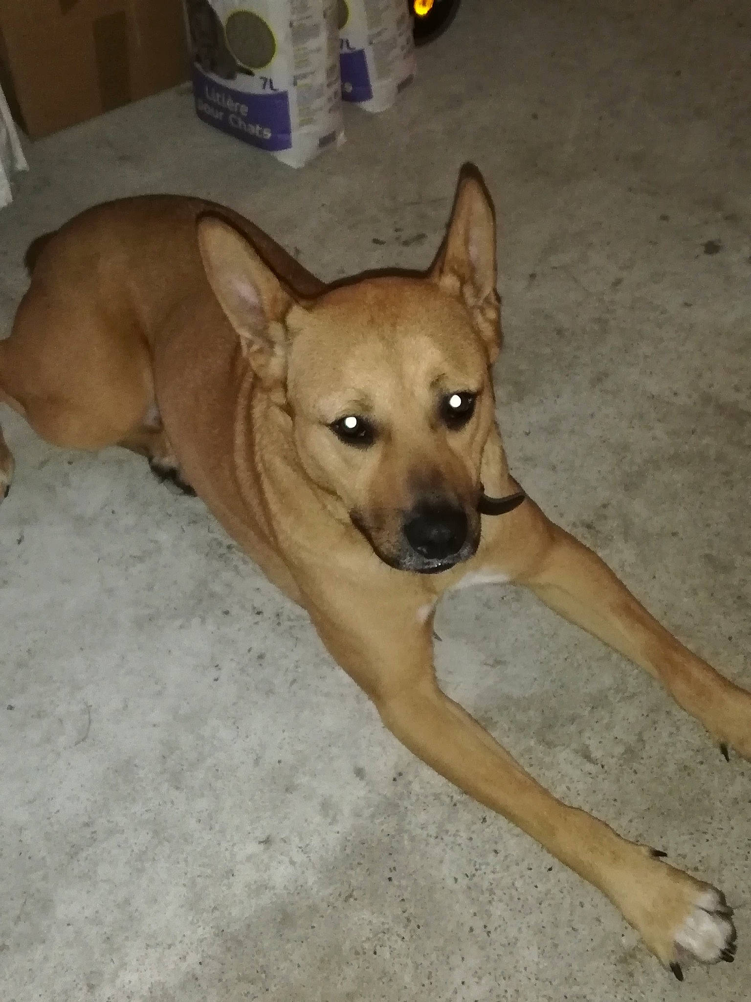 Karl participe au concours pour gagner de l'argent avec cette photo : aspin, black_mouth_cur, canidae, carnivore, carolina_dog, dog, dog_breed, fawn, feist, formosan_mountain_dog, korean_jindo_dog, mammal, pariah_dog, potcake_dog, rare_breed_dog, snout, street_dog, vertebrate