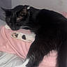 Presley is registered to the contest to win money with this photo: cat, black_and_white, sleeping, paw, pink_blanket, indoor, resting, feline, cute, pet, cozy, fur, whiskers, relaxation, comfort, animal, bed, soft, domestic, quiet