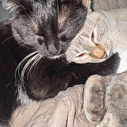 Presley is registered to the contest to win money with this photo: cat, cats, animal, pet, sleeping, snuggling, black_and_white_cat, light_colored_cat, fur, whiskers, paws, blanket, quilt, cute, cozy, resting, close_up, indoor, friendship, adorable