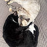 cat, cats, sleeping, curled_up, bedspread, quilted, black_cat, white_cat, tabby_cat, pets, animal, feline, cute, cozy, resting, indoor, two_cats, companion, nap, fur