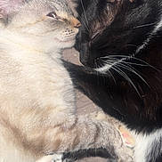 Poppi Mae joined the competition — help win amazing prizes! animal, black_cat, blanket, cat, cats, closeup, companion, cozy, cute, friendship, fur, indoors, paws, pet, relaxing, resting, sleeping, snuggling, whiskers, white_cat