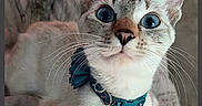 Poppi Mae joined the competition — help win amazing prizes! animal, blanket, blue_eyes, cat, close_up, collar, curious, cute, domestic, ears, feline, fur, indoor, nose, pet, portrait, sitting, soft, teal, whiskers