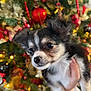 accessories, animal, canine, cat, chihuahua, cockerspaniel, dog, eskimodog, flower, flowerarrangement, hound, husky, kitten, ornament, papillon, pet, plant, puppy, sphere, terrier