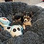 animal, ball, bear, blanket, canine, cockerspaniel, couch, dog, football, furniture, giantpanda, hound, papillon, person, pet, puppy, soccer, soccerball, sport, terrier