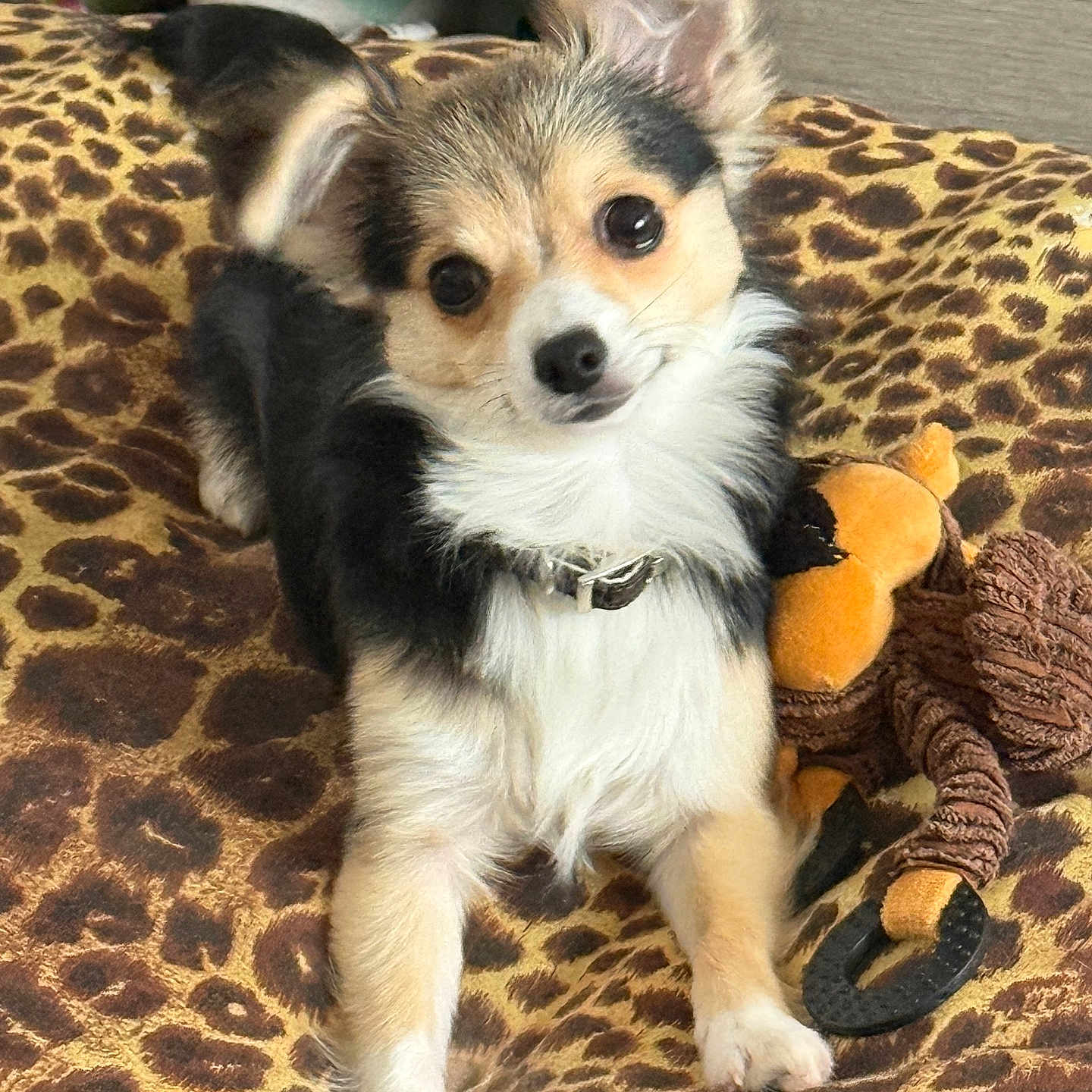 Vaïana a rejoint le concours — aidez-le/la à gagner de superbes lots ! accessories, animal, ball, canine, chihuahua, cockerspaniel, dog, face, head, homedecor, papillon, person, pet, photography, portrait, puppy, sport, strap, tennis, tennisball