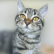 Moon a rejoint le concours — aidez-le/la à gagner de superbes lots ! animal, cat, close_up, curious, cute, domestic, face, feline, focused, fur, golden_eyes, indoor, mammal, pet, portrait, soft_background, striped, tabby, whiskers, young