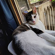 Lucky joined the competition — help win amazing prizes! cat, indoor, window, screen, cushion, relaxed, feline, pet, natural_light, curious, animal, white_fur, tabby, ears, pink_nose, resting, daylight, curtain, home, cozy