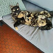 Martine a rejoint le concours — aidez-le/la à gagner de superbes lots ! animal, cat, couch, cushion, ears, feline, floor, fur, home, indoor, lying_down, patterned_pillow, pet, pillow, relaxed, resting, tile_floor, tortoiseshell, whiskers, yellow_eyes