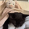 kitten, cat, black_cat, sleeping, sleepy, blanket, white_blanket, plush_toy, stuffed_animal, cat_toy, indoors, bed, cozy, cute, fur, whiskers, paw, resting, home, portrait