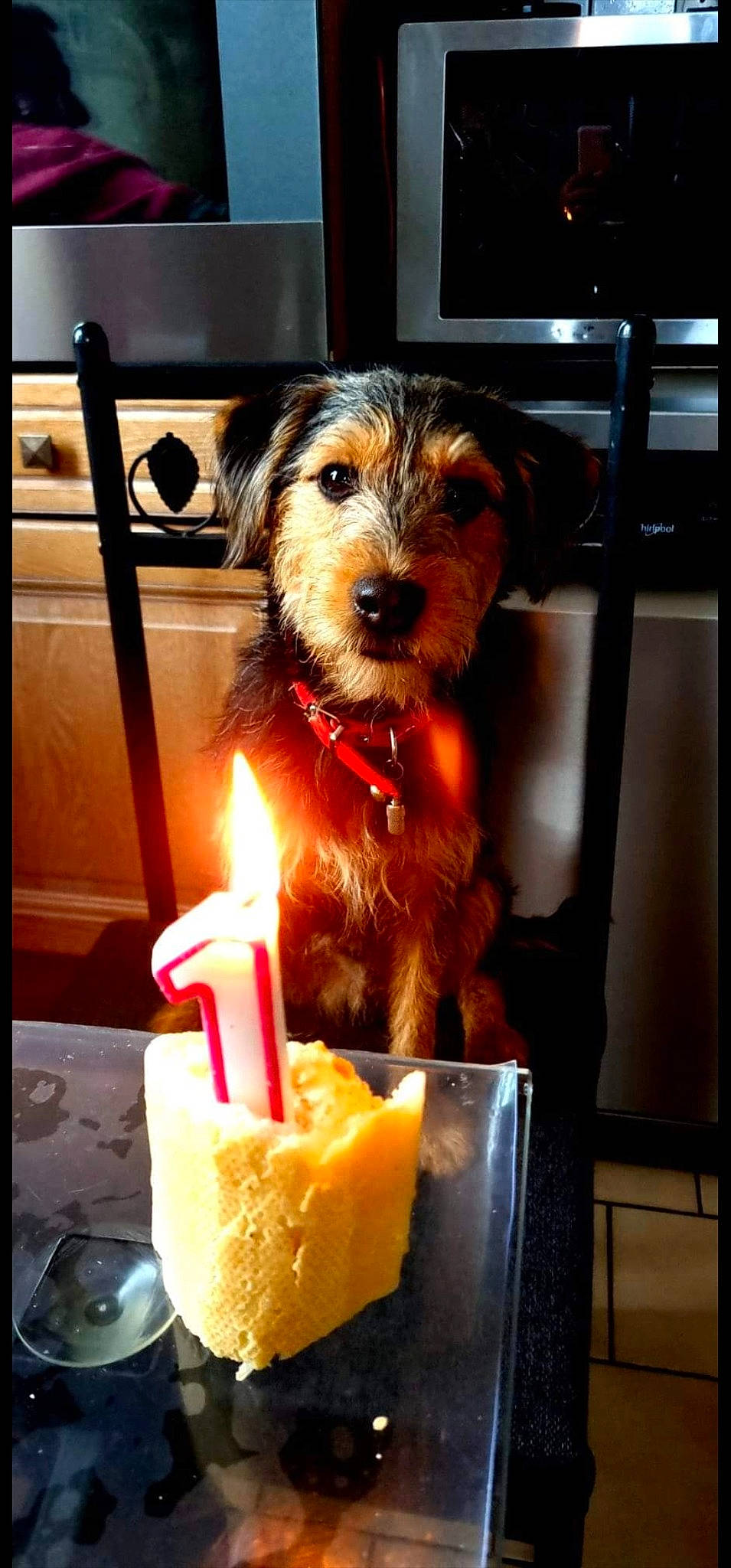 Taz a rejoint le concours — aidez-le/la à gagner de superbes lots ! baked_goods, birthday_cake, birthday_candle, cake, cake_decorating, cake_decorating_supply, candle, carnivore, companion_dog, cuisine, dessert, dog, dog_breed, dog_supply, event, food, plate, sugar_cake, tableware, wax