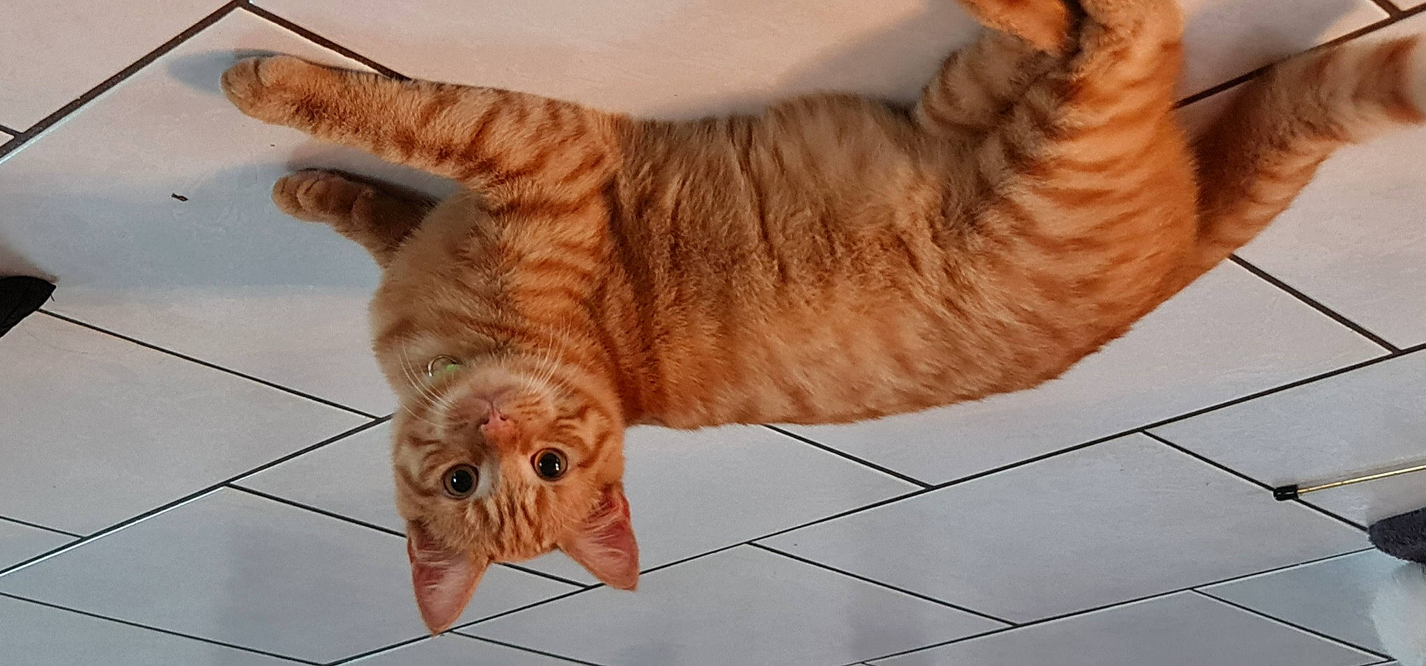 Peanut participe au concours pour gagner de l'argent avec cette photo : carnivore, cat, claw, domestic_short_haired_cat, fawn, felidae, flooring, foot, fur, paw, small_to_medium_sized_cats, snout, tail, terrestrial_animal, tile_flooring, whiskers, wildlife, window, wood