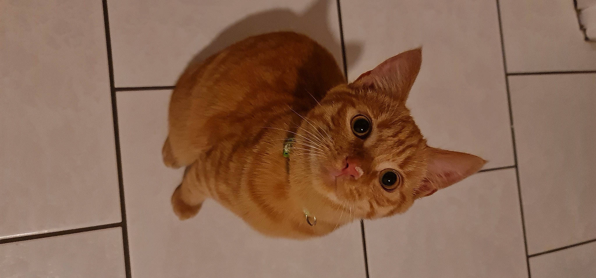 Peanut a rejoint le concours — aidez-le/la à gagner de superbes lots ! carnivore, cat, devon_rex, domestic_short_haired_cat, ear, fawn, felidae, flooring, fur, small_to_medium_sized_cats, snout, tail, tile_flooring, whiskers, wood