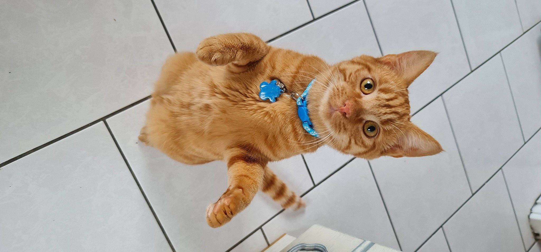 Peanut a rejoint le concours — aidez-le/la à gagner de superbes lots ! canidae, carnivore, cat, claw, collar, domestic_short_haired_cat, fashion_accessory, fawn, felidae, flooring, fur, gesture, paw, small_to_medium_sized_cats, snout, sporting_group, tail, whiskers, wood, working_animal