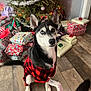 animal, black_and_white, christmas_tree, cute, decorations, dog, ears, festive, floor, gifts, holiday, holiday_season, husky, indoor, pajamas, pet, plaid, presents, tail, wooden_floor