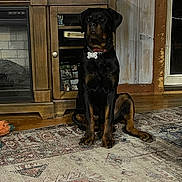 Sir Brutus Kane is registered to the contest to win money with this photo: animal, black, brown, cabinet, canine, collar, decor, dog, domestic_animal, fireplace, floor, home, indoor, mammal, pet, photography, rottweiler, rug, sitting, wooden_furniture