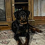 Sir Brutus Kane is registered to the contest to win money with this photo: animal, black_and_tan, canine, carpet, collar, companion, dog, domestic, floor, furniture, guard_dog, home, indoor, lying_down, paw, pet, portrait, resting, rottweiler, wooden_cabinet