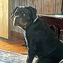 Sir Brutus Kane joined the competition — help win amazing prizes! animal, canine, collar, companion, curious, dog, domestic, floor, furniture, household, indoor, looking_back, paw, pet, rottweiler, rug, sitting, table, wood_floor, wood_panel_wall