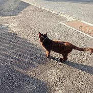 Milord participe au concours pour gagner de l'argent avec cette photo : alert, alone, animal, asphalt, brown_fur, cat, curious, daylight, feline, nature, outdoor, pet, quiet, road, shadow, sidewalk, street, sunlight, urban, walking