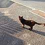 alert, alone, animal, asphalt, brown_fur, cat, curious, daylight, feline, nature, outdoor, pet, quiet, road, shadow, sidewalk, street, sunlight, urban, walking