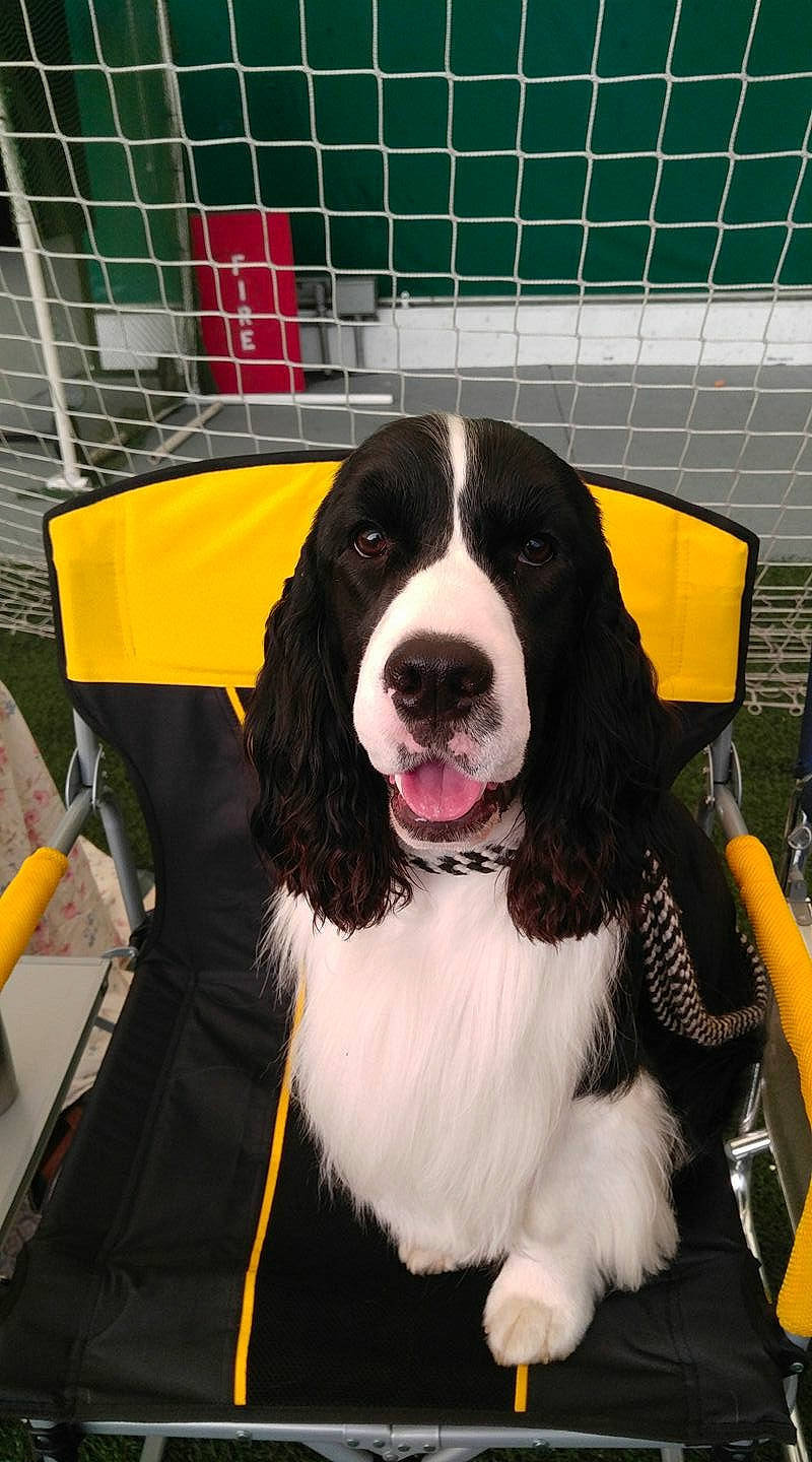 Apollo joined the competition — help win amazing prizes! canidae, carnivore, collar, companion_dog, dog, dog_breed, dog_collar, dog_supply, fence, fur, mesh, outdoor_furniture, pet_supply, snout, sporting_group, vertebrate, wire_fencing, working_animal, working_dog