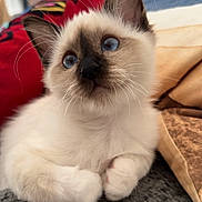 Vichy participe au concours pour gagner de l'argent avec cette photo : kitten, cat, blue_eyes, fluffy, indoor, cushion, soft_fur, close_up, cute, pet, relaxed, whiskers, young, animal, domestic_cat, portrait, feline, resting, colorful_background, cozy