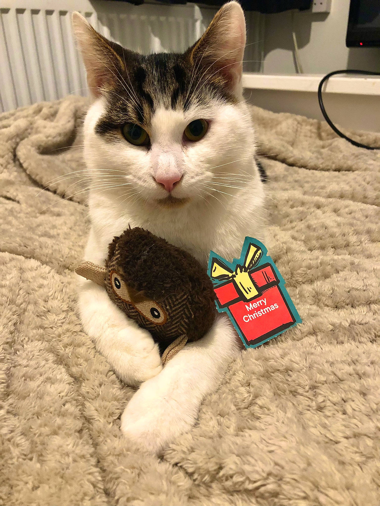 Keiko joined the competition — help win amazing prizes! carnivore, cat, comfort, computer_keyboard, domestic_short_haired_cat, eye, fawn, felidae, fur, hair, hand, head, human_body, leg, paw, puzzle, small_to_medium_sized_cats, snout, tail, whiskers