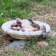 Oups a rejoint le concours — aidez-le/la à gagner de superbes lots ! animal, cat, curious, daylight, fur, grass, greenery, harness, mammal, nature, outdoor, paw, pet, plants, playful, relaxing, stone, stone_birdbath, tail, wildlife