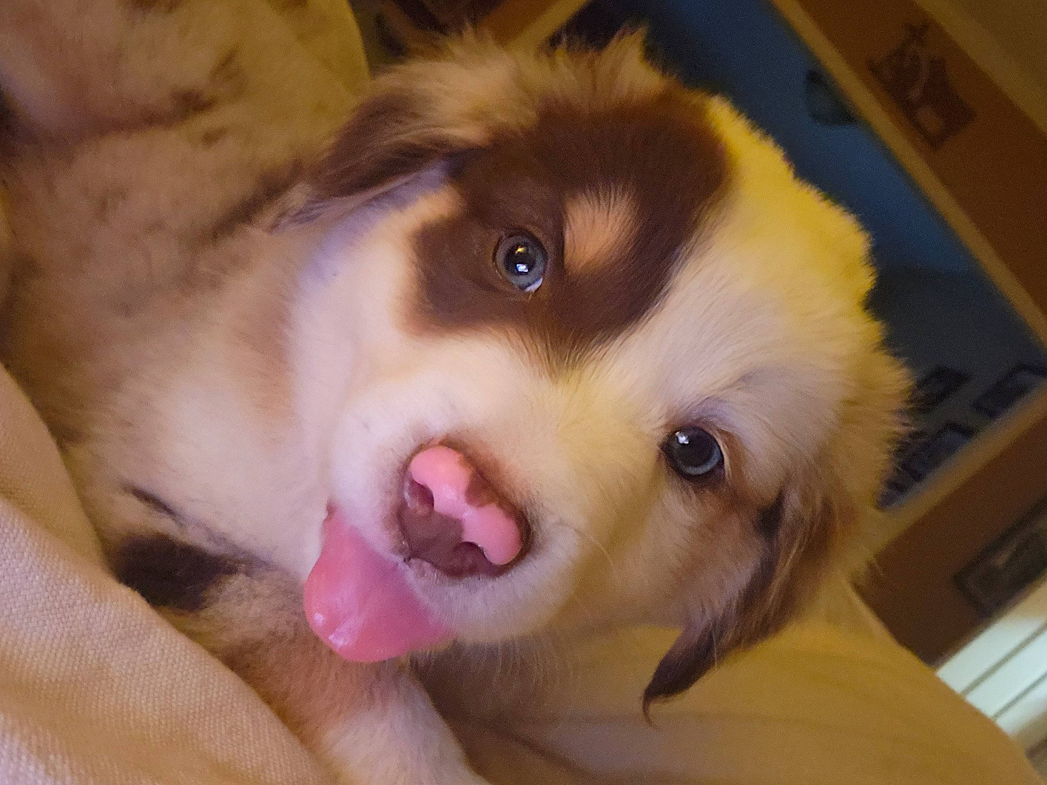 Rooster is registered to the contest to win money with this photo: canidae, carnivore, companion_dog, dog, dog_breed, ear, eyelash, fang, fawn, fur, german_spitz, herding_dog, jaw, shetland_sheepdog, snout, sporting_group, volpino_italiano, whiskers, working_animal, working_dog