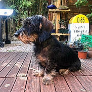 Harry a rejoint le concours — aidez-le/la à gagner de superbes lots ! dog, dachshund, animal, pet, wooden_deck, garden, plants, potted_plants, outdoor, greenery, nature, fence, leaves, fur, collar, side_view, brown, black, small_dog, relaxed