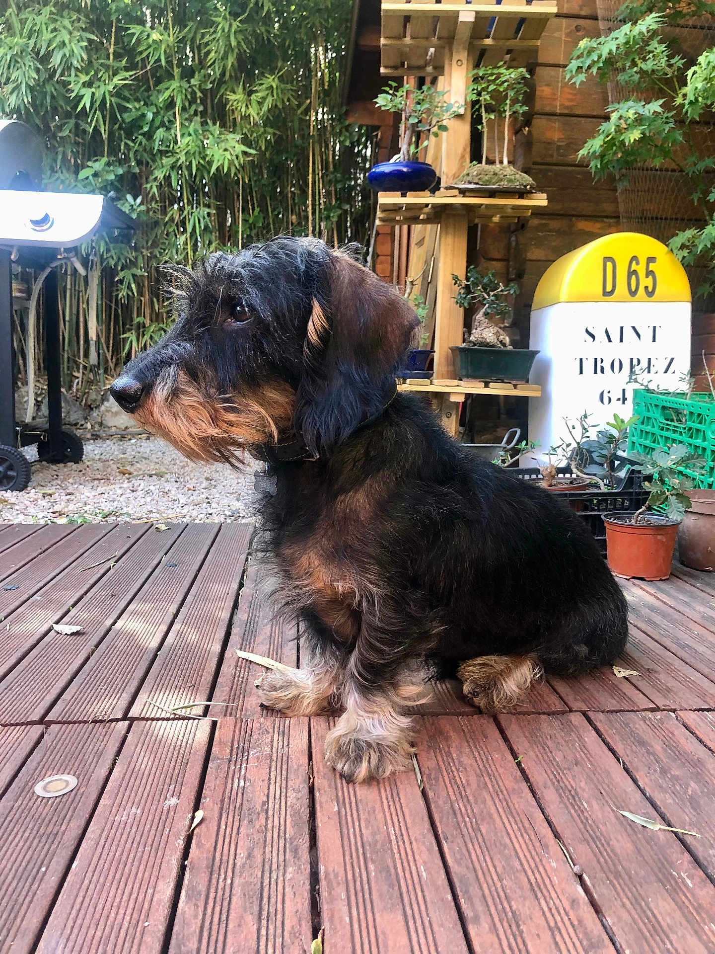 Harry a rejoint le concours — aidez-le/la à gagner de superbes lots ! dog, dachshund, animal, pet, wooden_deck, garden, plants, potted_plants, outdoor, greenery, nature, fence, leaves, fur, collar, side_view, brown, black, small_dog, relaxed