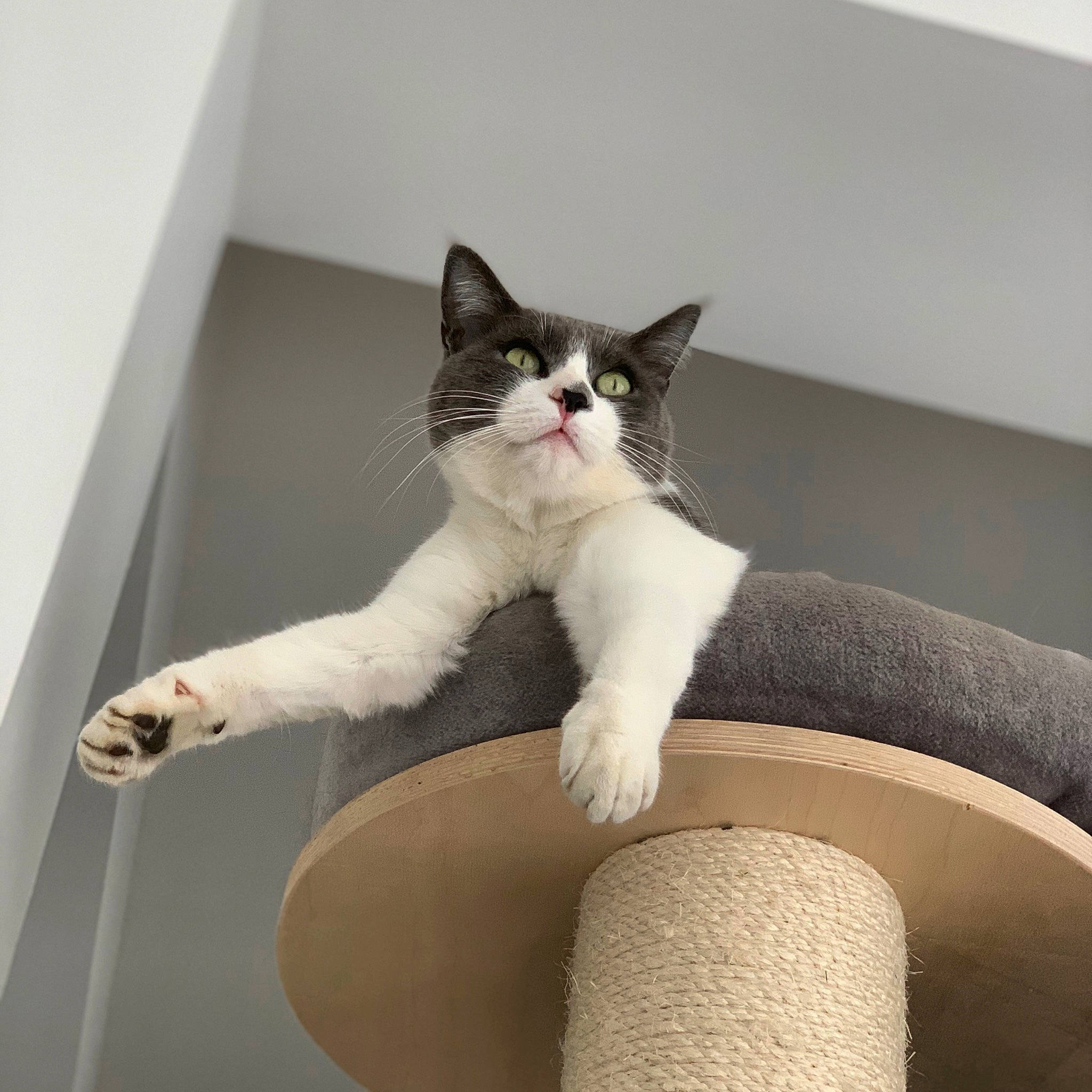 Eglantine a rejoint le concours — aidez-le/la à gagner de superbes lots ! carnivore, cat, cat_supply, comfort, domestic_short_haired_cat, felidae, foot, fur, grey, human_leg, lap, paw, pet_supply, sitting, small_to_medium_sized_cats, stairs, tail, thigh, whiskers, wood