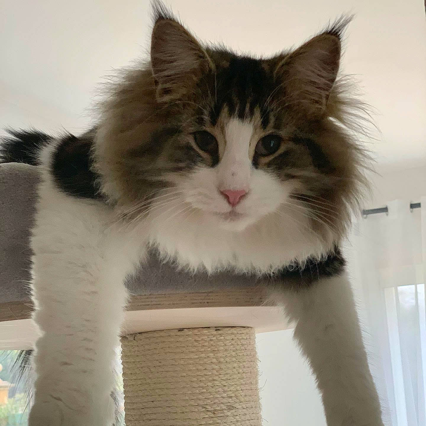 Rock Star participe au concours pour gagner de l'argent avec cette photo : box, british_longhair, cardboard, carnivore, cat, cat_supply, claw, domestic_short_haired_cat, felidae, fur, maine_coon, paw, small_to_medium_sized_cats, snout, tail, terrestrial_animal, tree, whiskers, window
