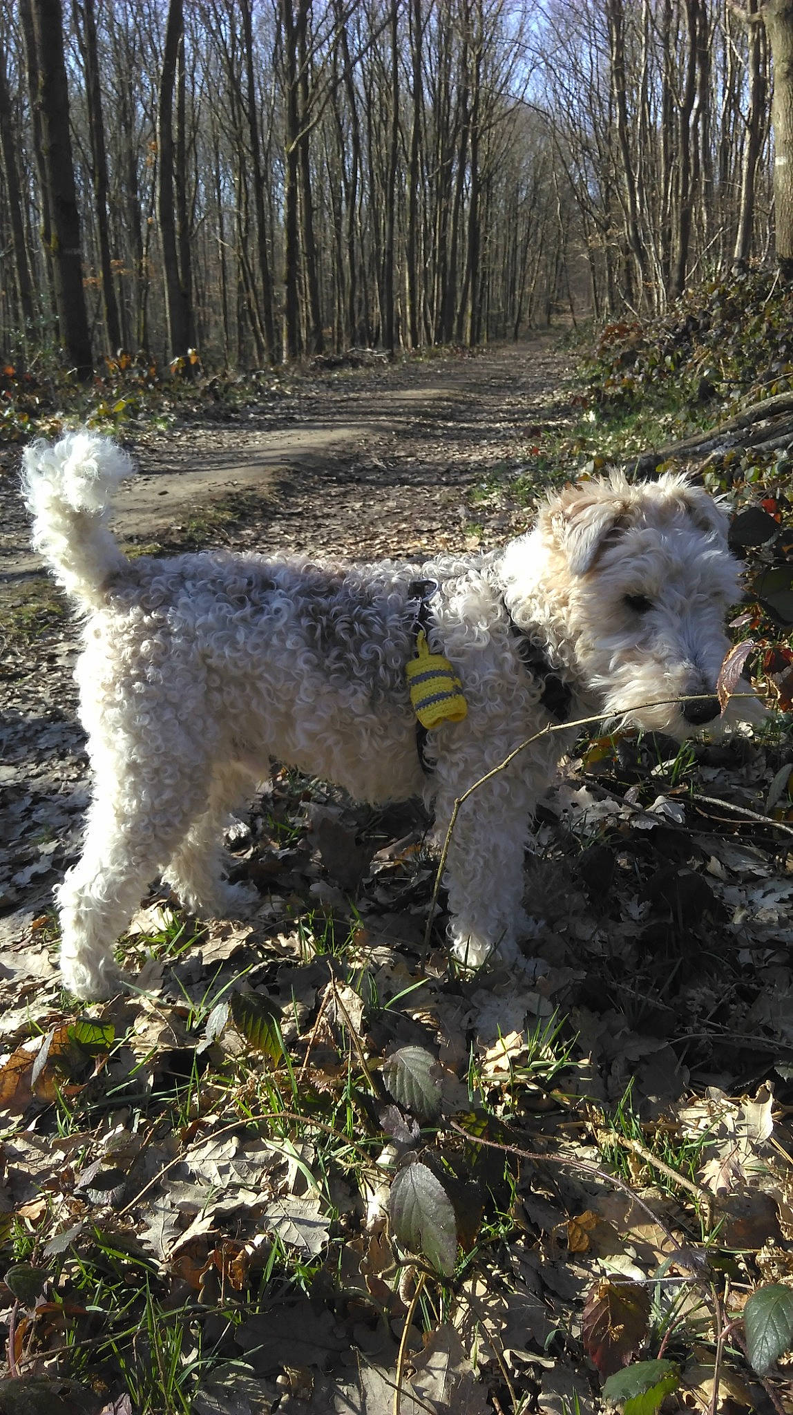 Cassidy a rejoint le concours — aidez-le/la à gagner de superbes lots ! canidae, carnivore, companion_dog, dog, dog_breed, forest, grass, plant, shrub, small_terrier, soil, sporting_group, tail, terrestrial_animal, terrier, tree, trunk, wood, woodland, working_animal