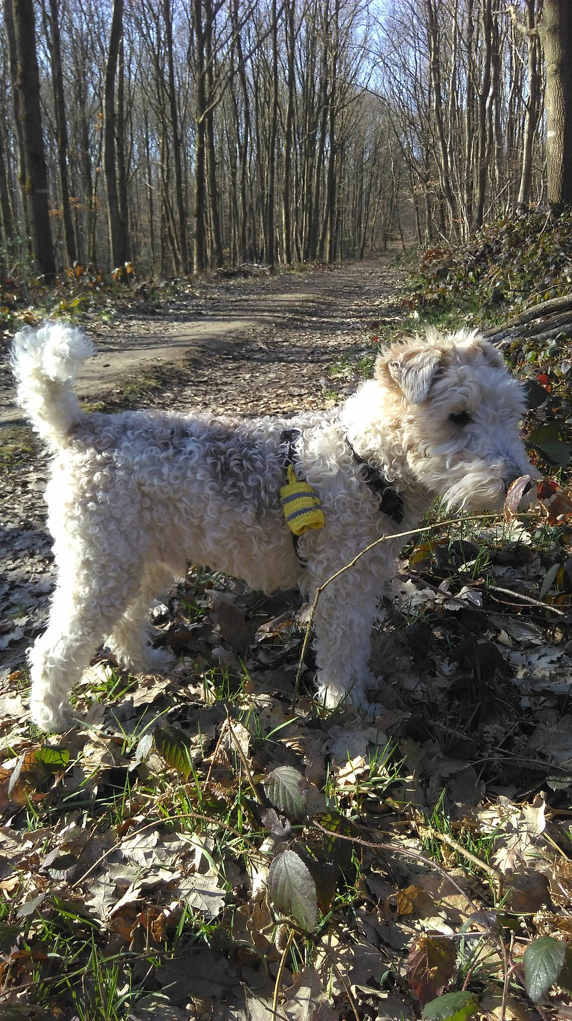 Cassidy participe au concours pour gagner de l'argent avec cette photo : carnivore, dog, dog_breed, fawn, forest, grass, landscape, natural_landscape, plant, soil, sporting_group, tail, terrestrial_animal, terrier, tree, trunk, wood, woodland, working_animal, working_terrier