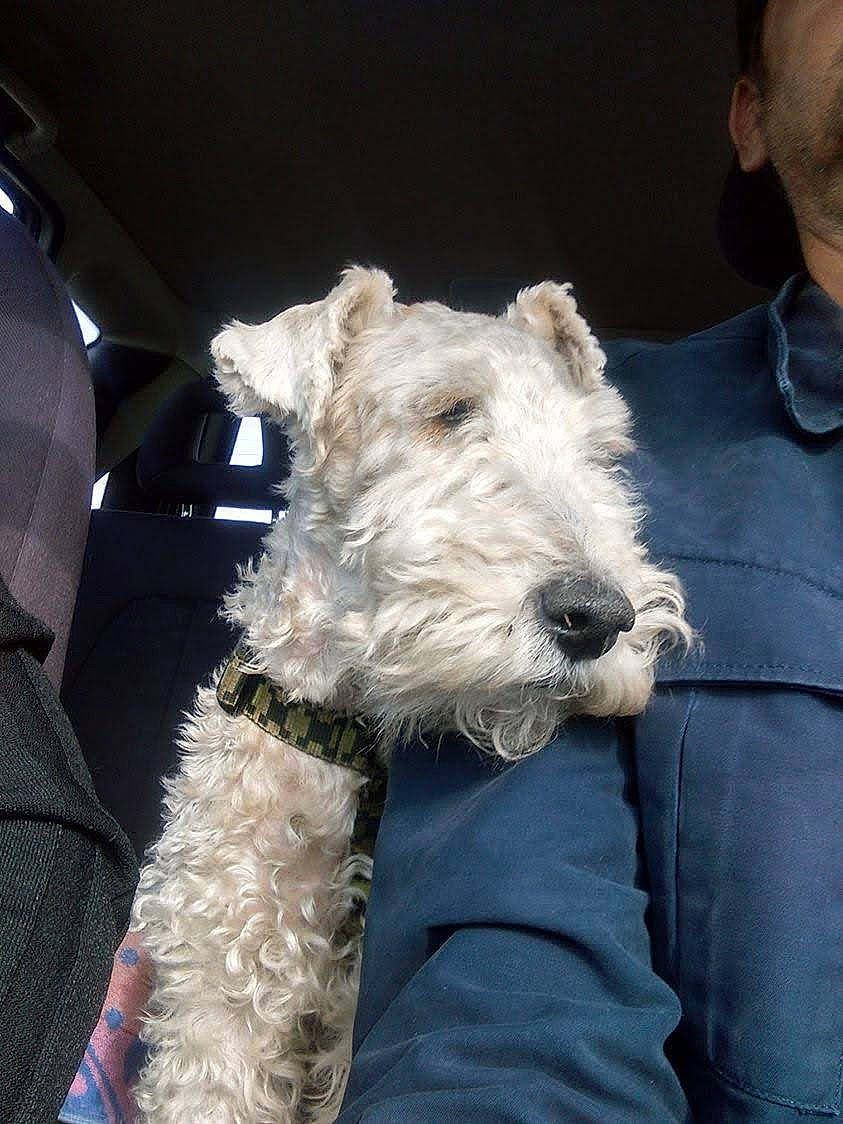 Cassidy participe au concours pour gagner de l'argent avec cette photo : canidae, carnivore, collar, companion_dog, dog, dog_breed, dog_collar, fur, giant_dog_breed, kerry_blue_terrier, lakeland_terrier, non_sporting_group, small_terrier, snout, sporting_group, terrier, wire_hair_fox_terrier, working_animal