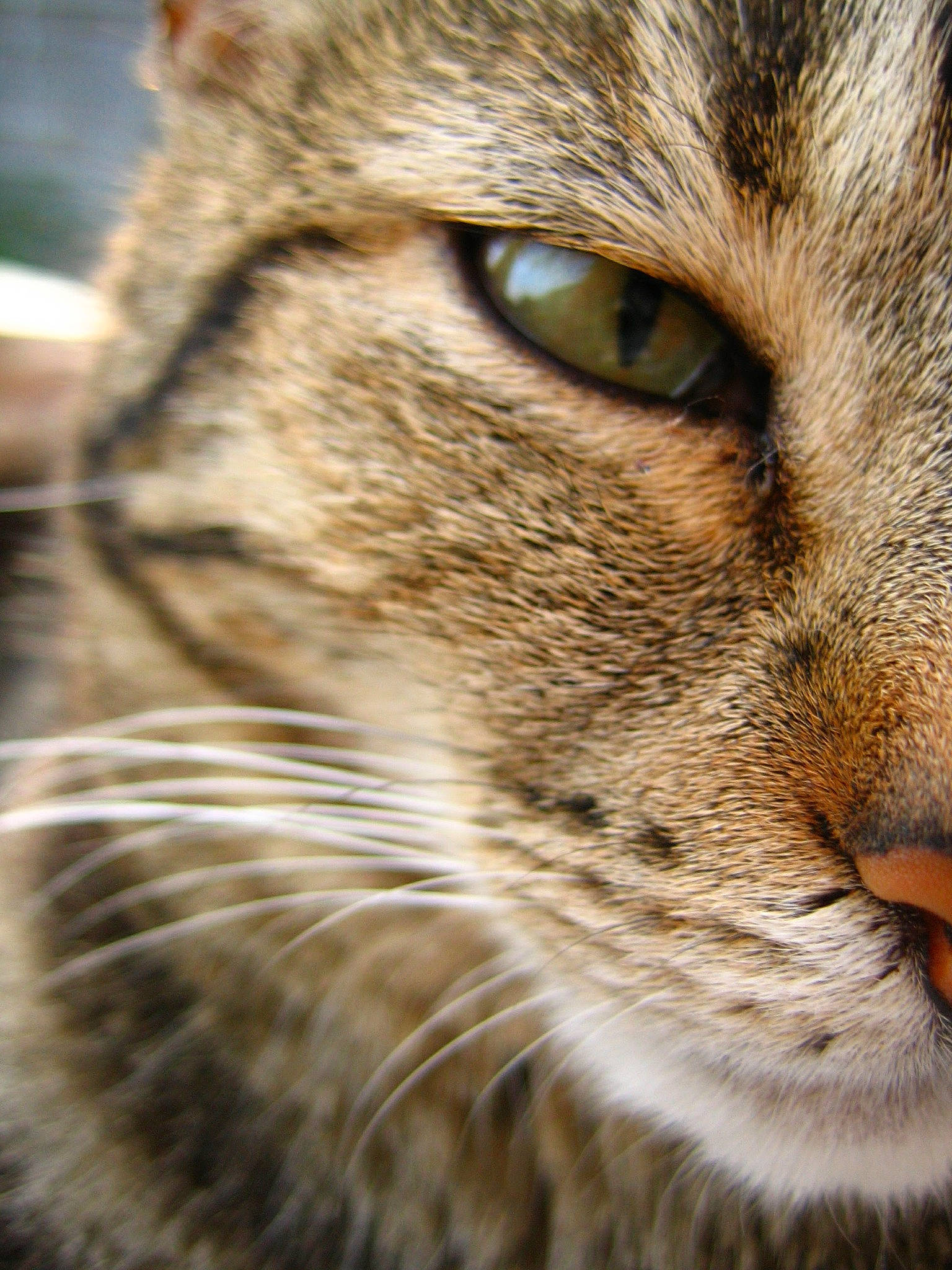 Poussy participe au concours pour gagner de l'argent avec cette photo : carnivore, cat, close_up, domestic_short_haired_cat, felidae, fur, grass, iris, macro_photography, small_to_medium_sized_cats, snout, terrestrial_animal, tree, whiskers, wildlife