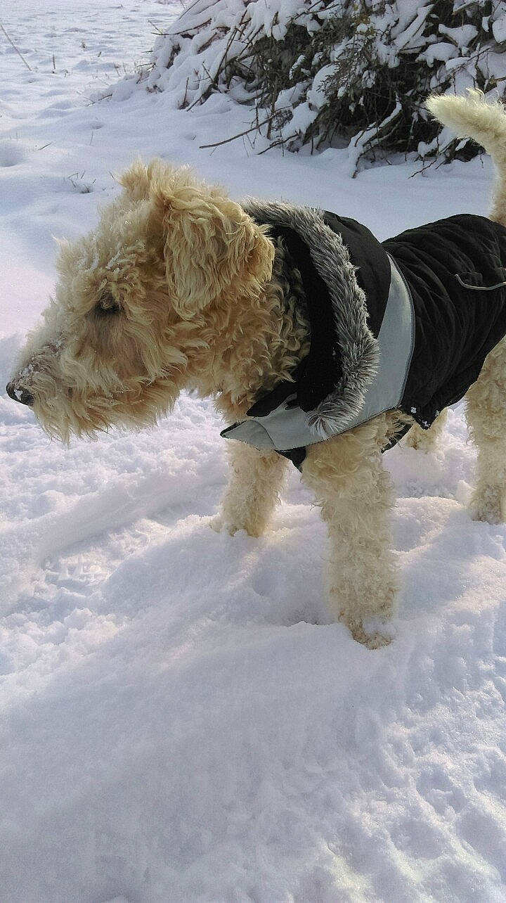 Jerry participe au concours pour gagner de l'argent avec cette photo : canidae, carnivore, companion_dog, dog, dog_breed, dog_clothes, dog_supply, freezing, fur, labradoodle, playing_in_the_snow, small_terrier, snow, sporting_group, tail, terrier, toy_dog, winter, working_animal, working_dog