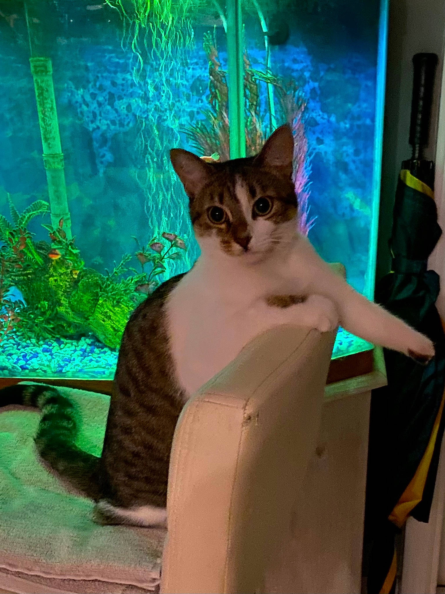 Hollywood is registered to the contest to win money with this photo: carnivore, cat, domestic_short_haired_cat, electric_blue, fawn, felidae, fur, glass, grass, green, pet_supply, plant, sitting, small_to_medium_sized_cats, snout, tail, visual_arts, whiskers, wildlife, window