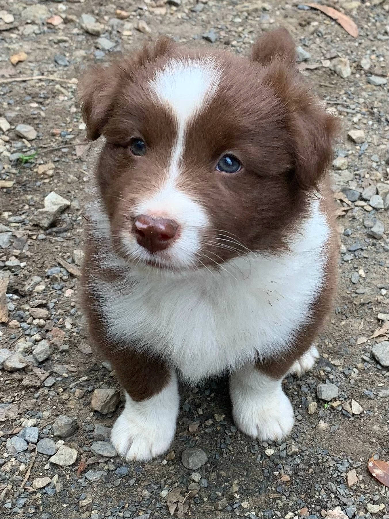 Woody is registered to the contest to win money with this photo: border_collie, carnivore, companion_dog, dog, dog_breed, fawn, fur, liver, plant, road_surface, snout, sporting_group, terrestrial_animal, whiskers, working_animal, working_dog